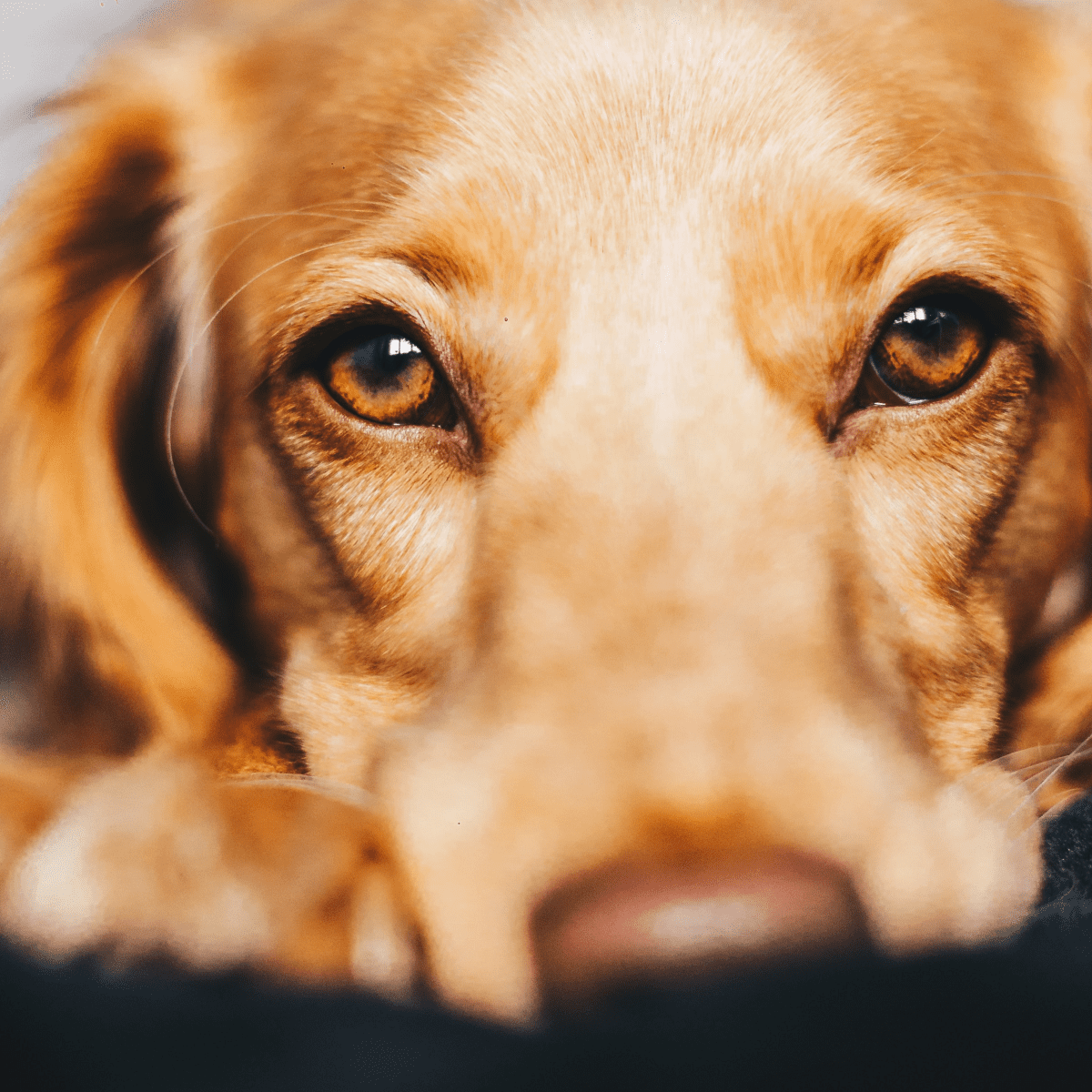 Olive oil in shop dogs ears for mites