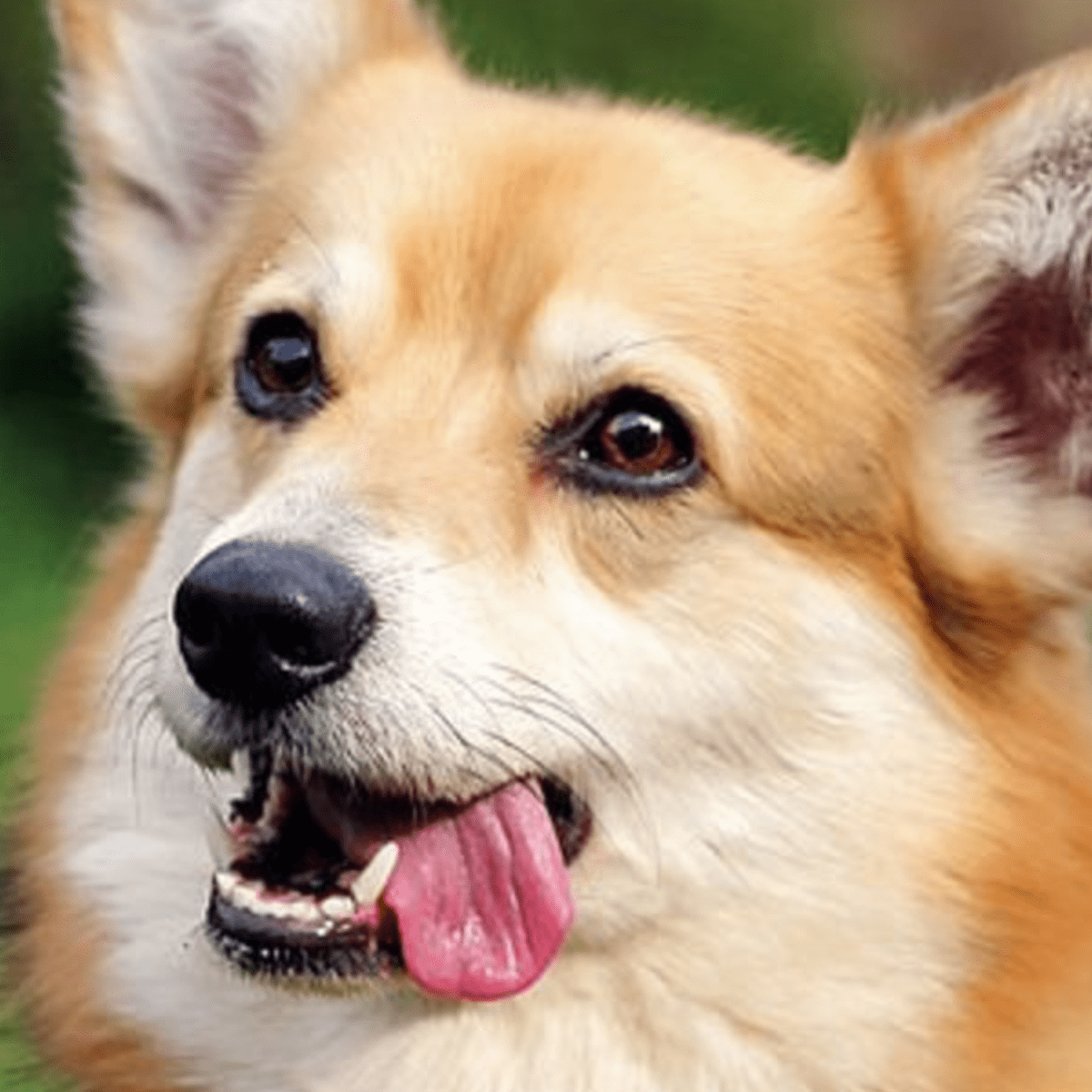 Why Dogs Eat Grass and Other Weird Things PetHelpful