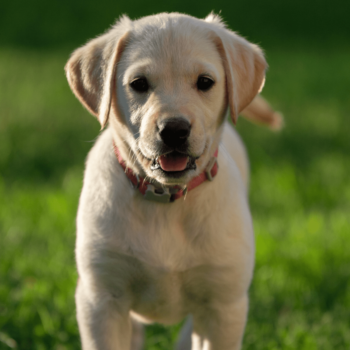 English store cream setter