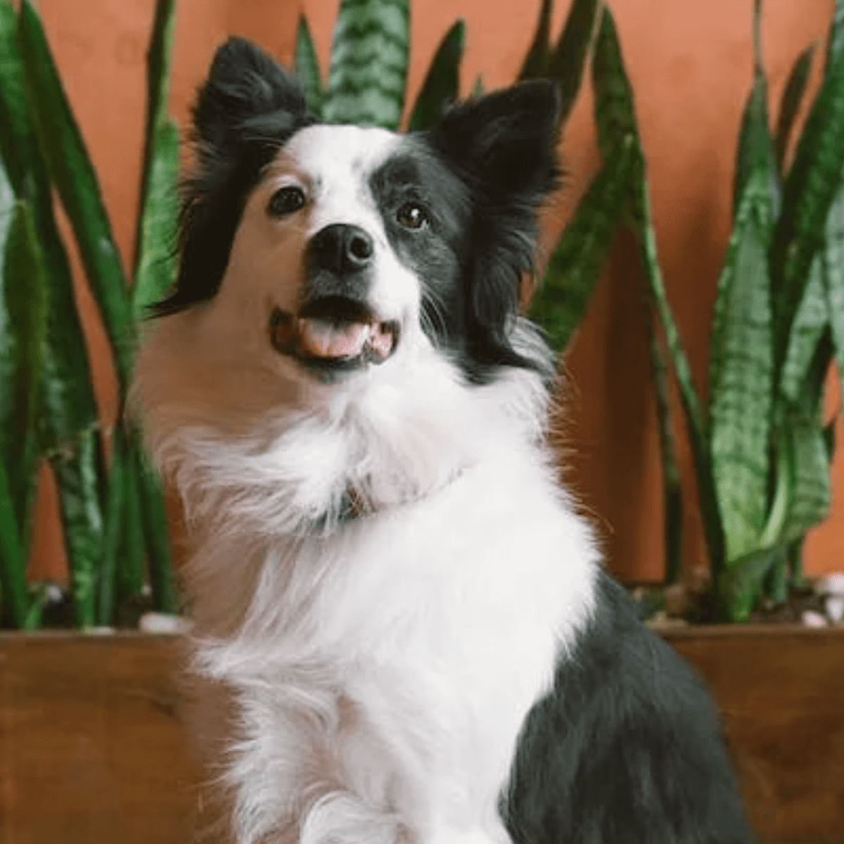 Border collie puppy top food