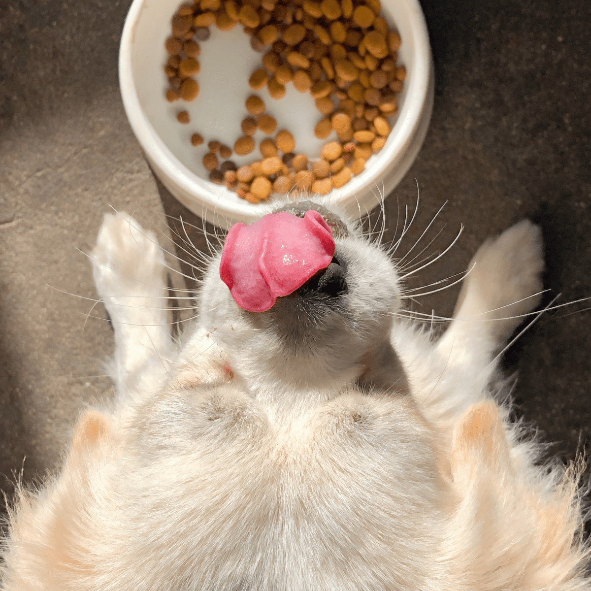 Can you feed shop a dog cat food