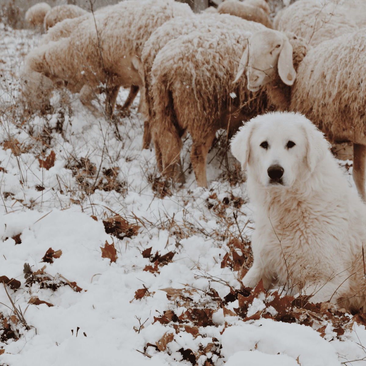 Alpaca best sale herding dogs