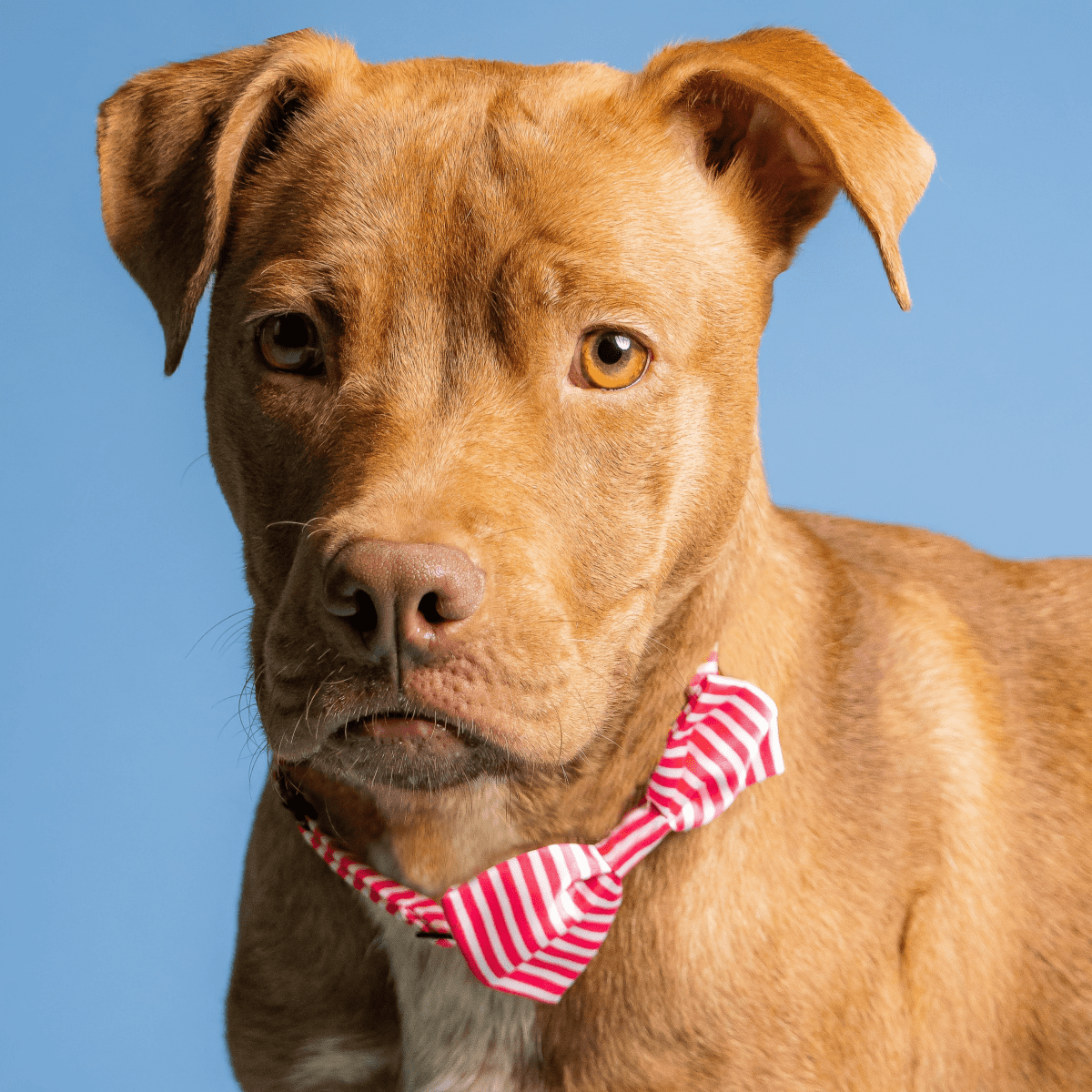 Bow legged pitbull outlet puppy