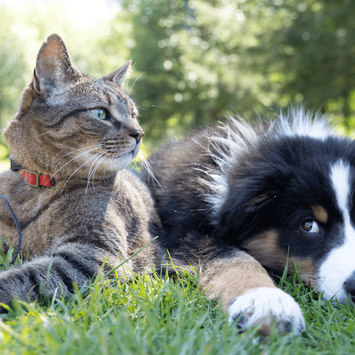 Cat licked sentry flea clearance medicine