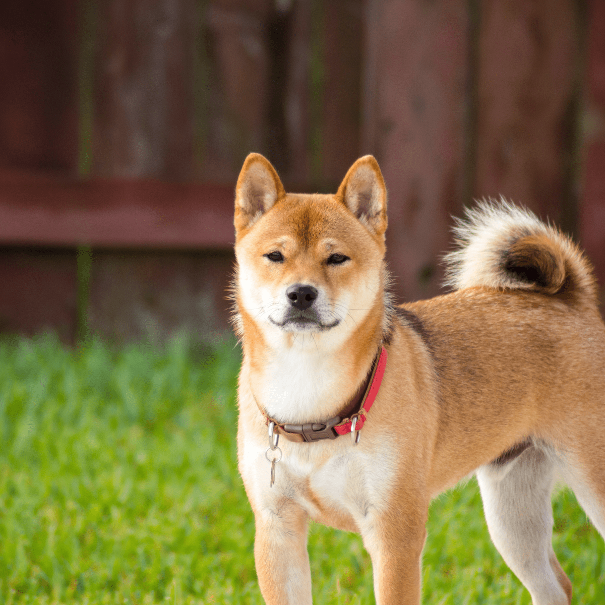 Easiest small dog to sales potty train