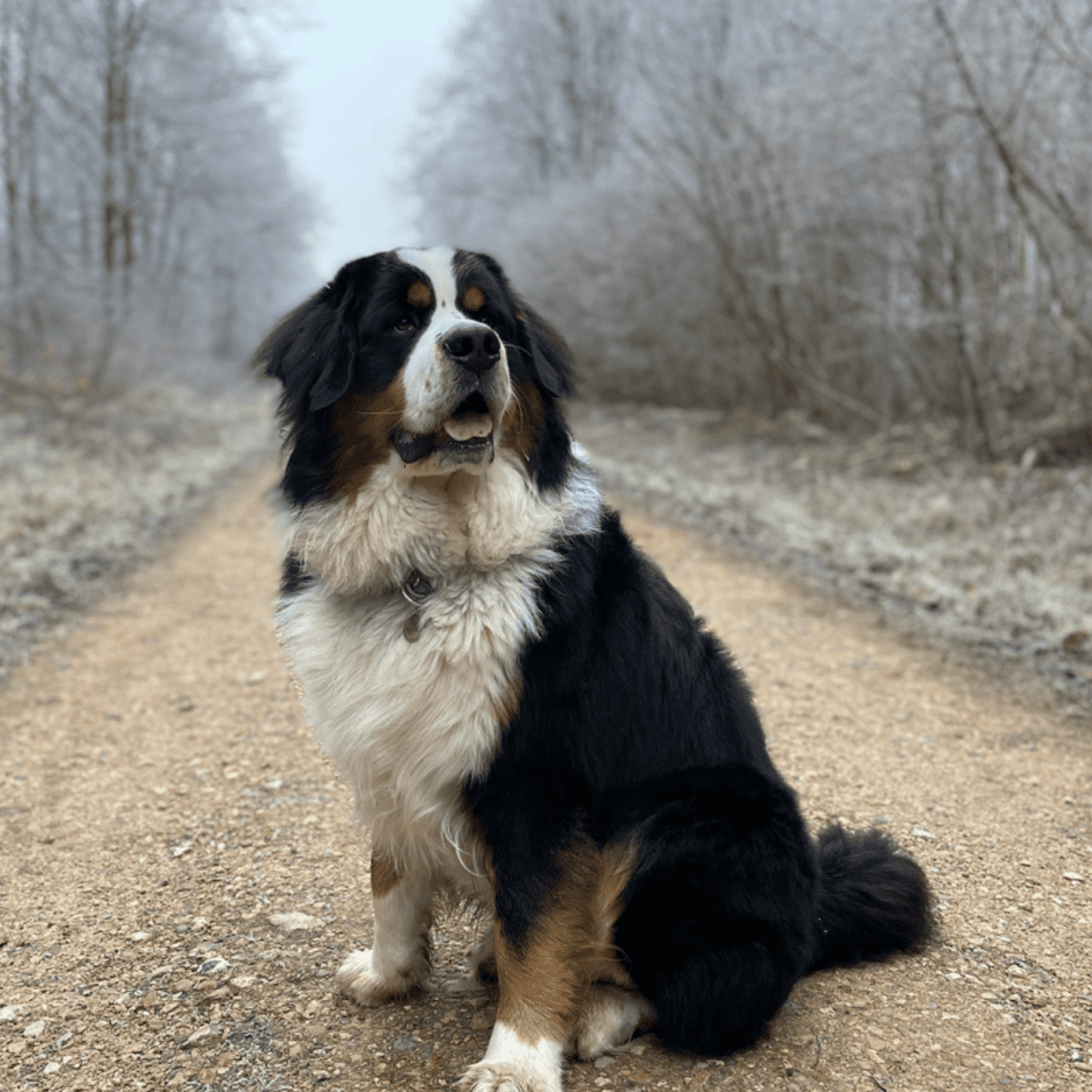 Saint bernard cross hot sale bernese mountain dog