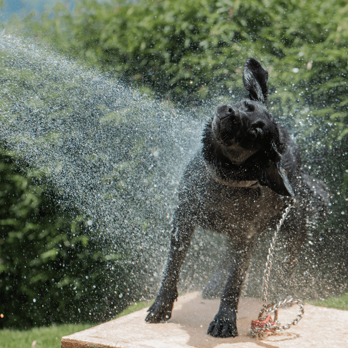 Homemade dog shampoo for sensitive outlet skin