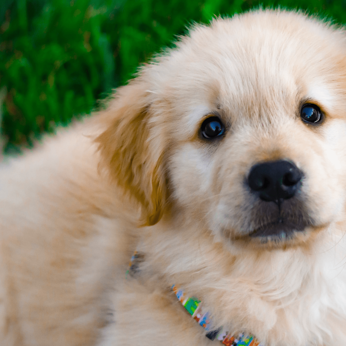 Puppy chewing hot sale cardboard