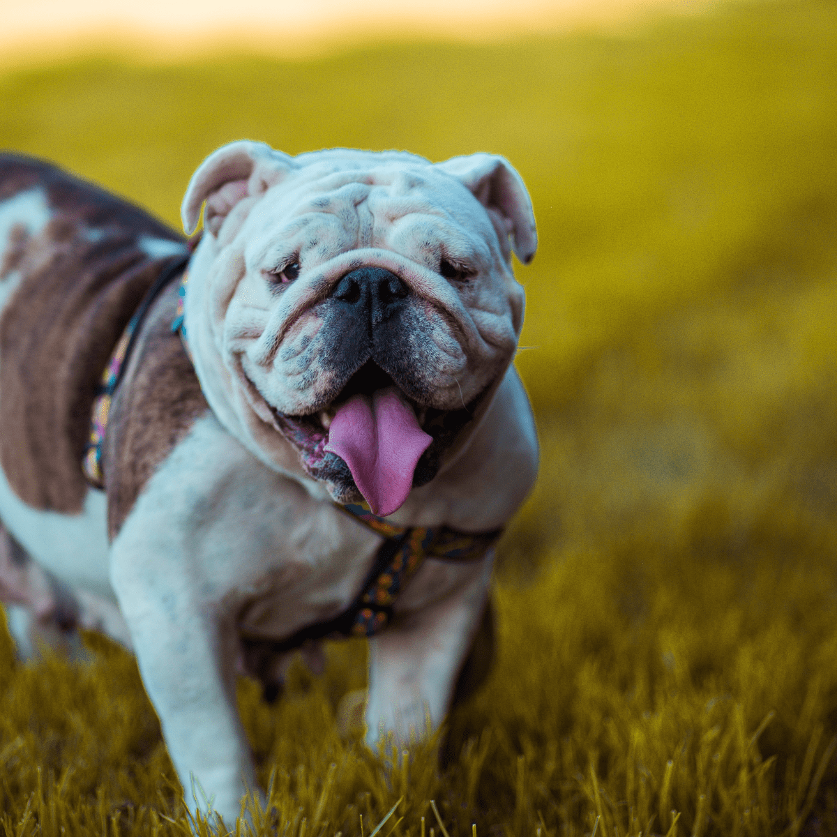 English bulldog outlet coat type