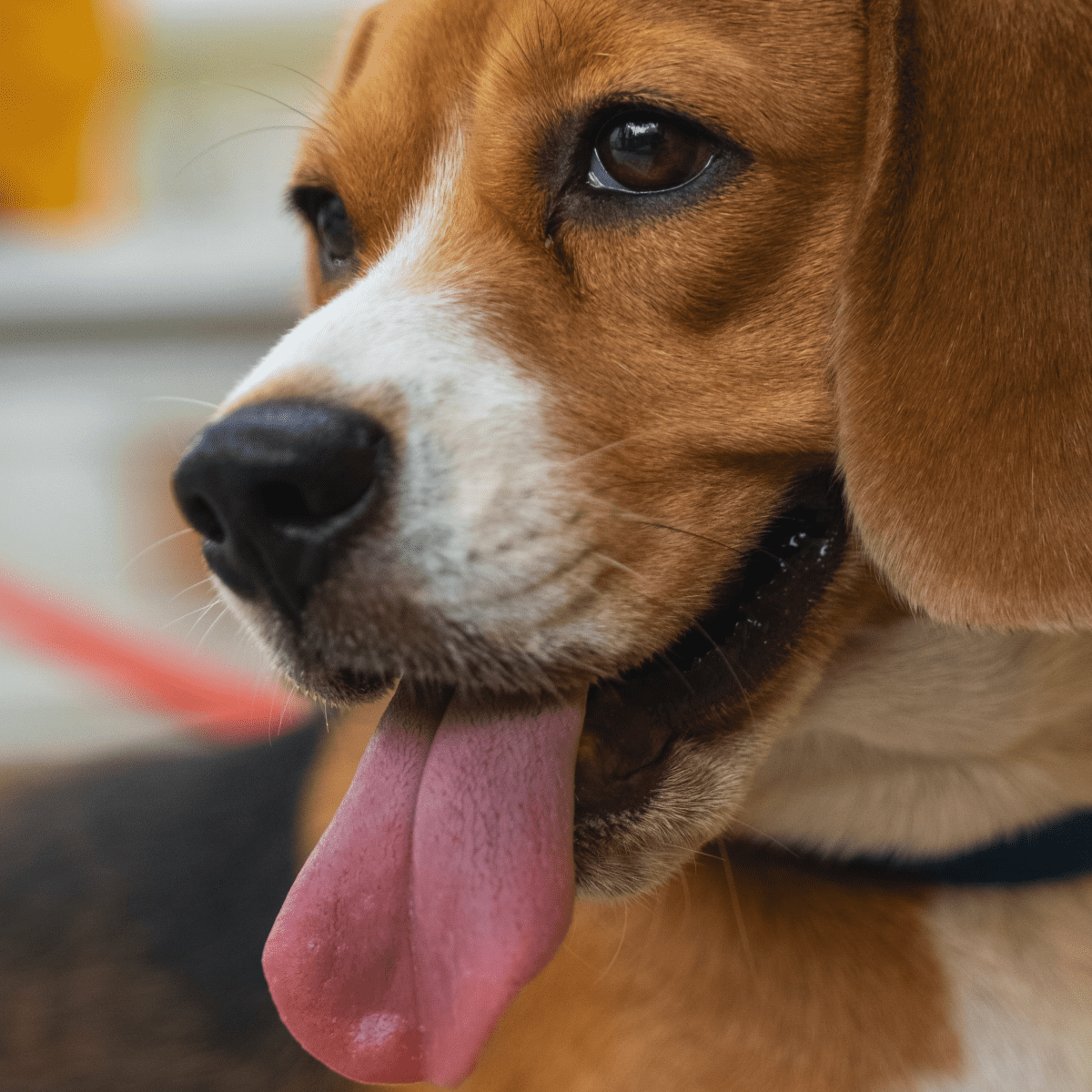 Angry beagle sale