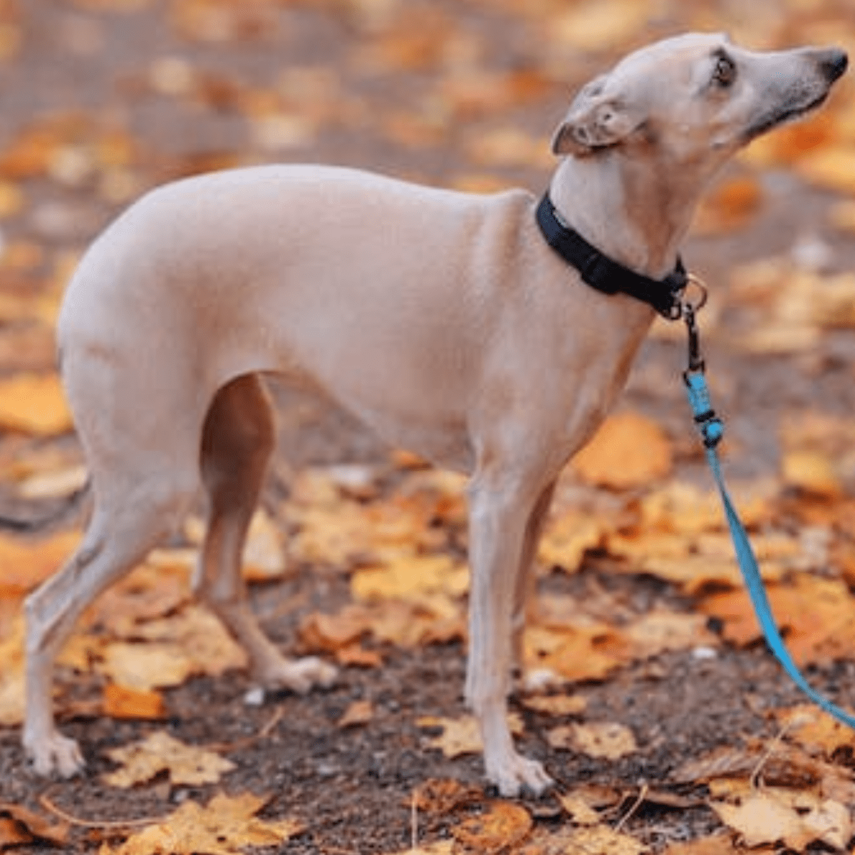 Dogs that look like sales greyhounds