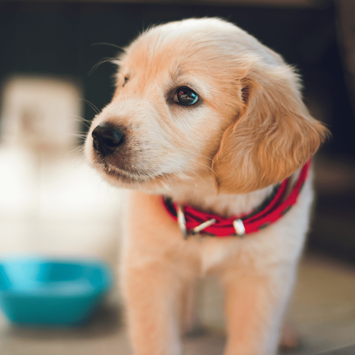 How to get clearance my puppy to eat