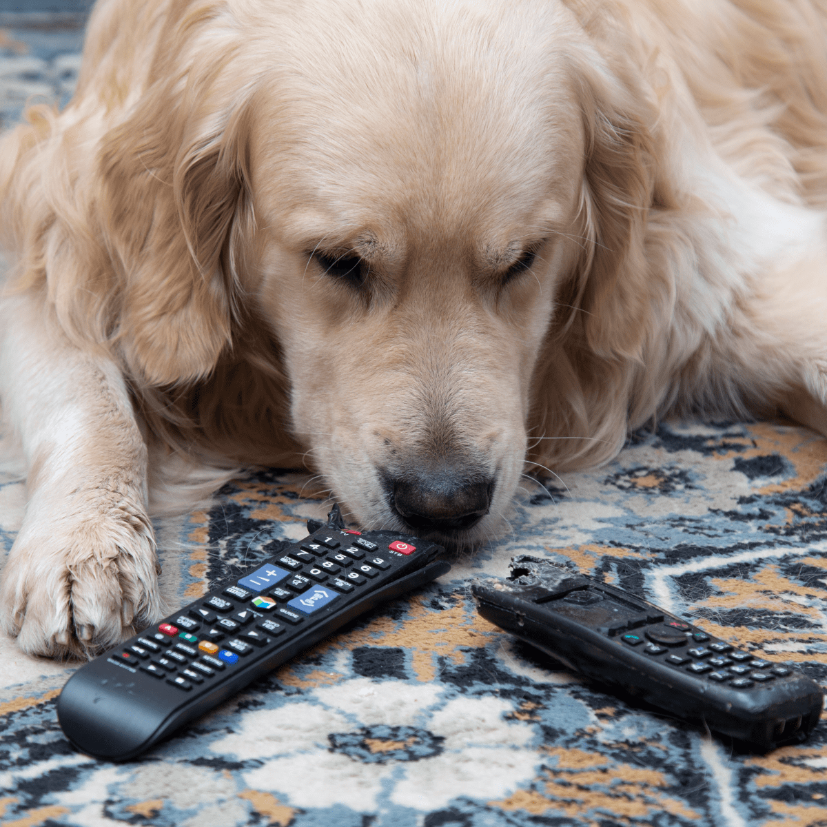 Dog ate cotton store stuffing