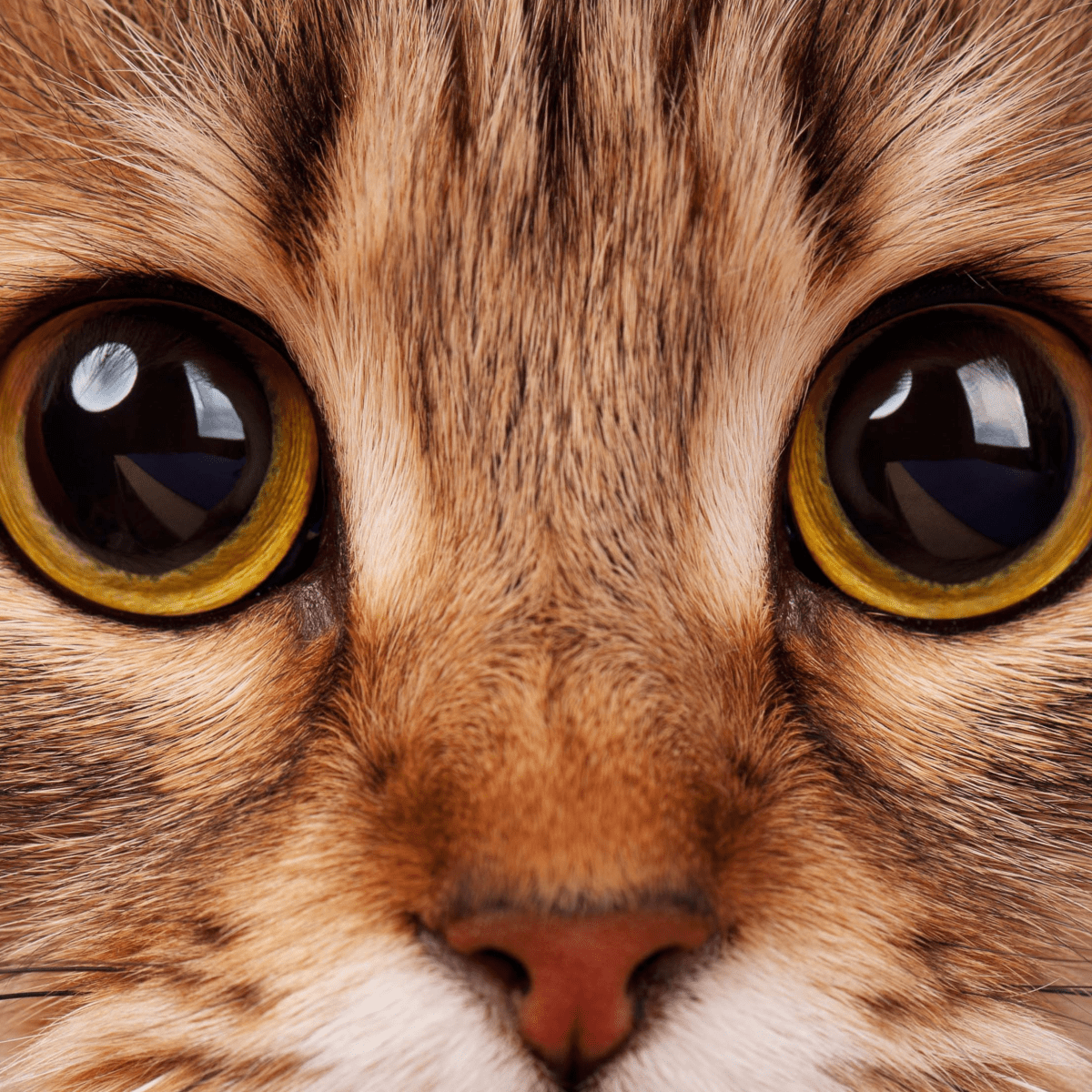 Cats with clearance round eyes