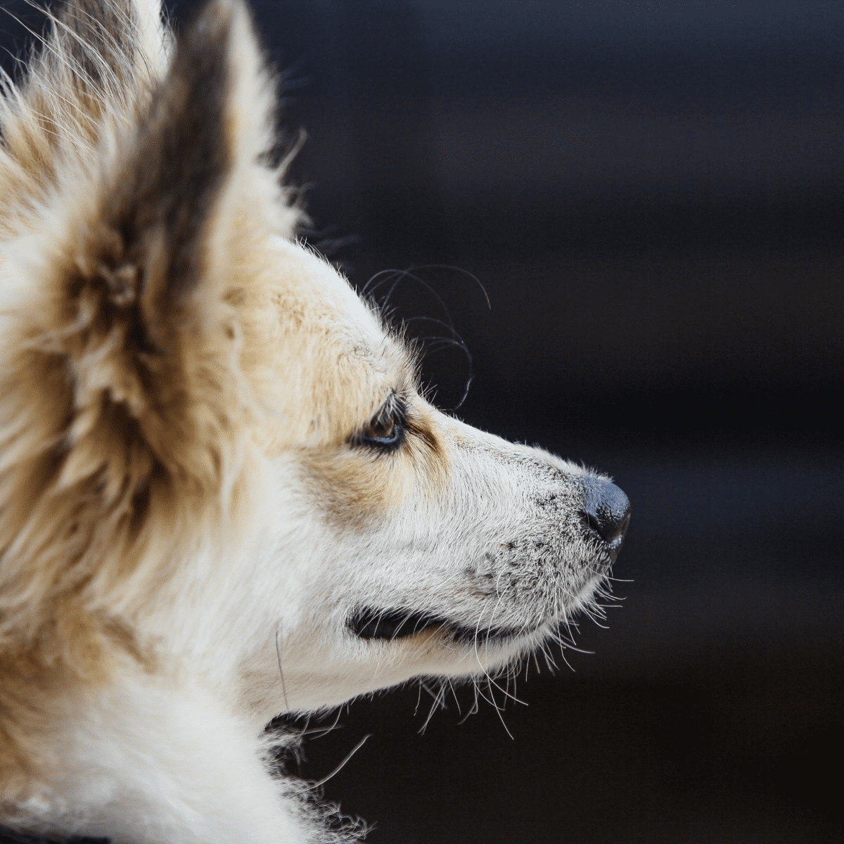 Cleaning dogs ears hot sale with coconut oil