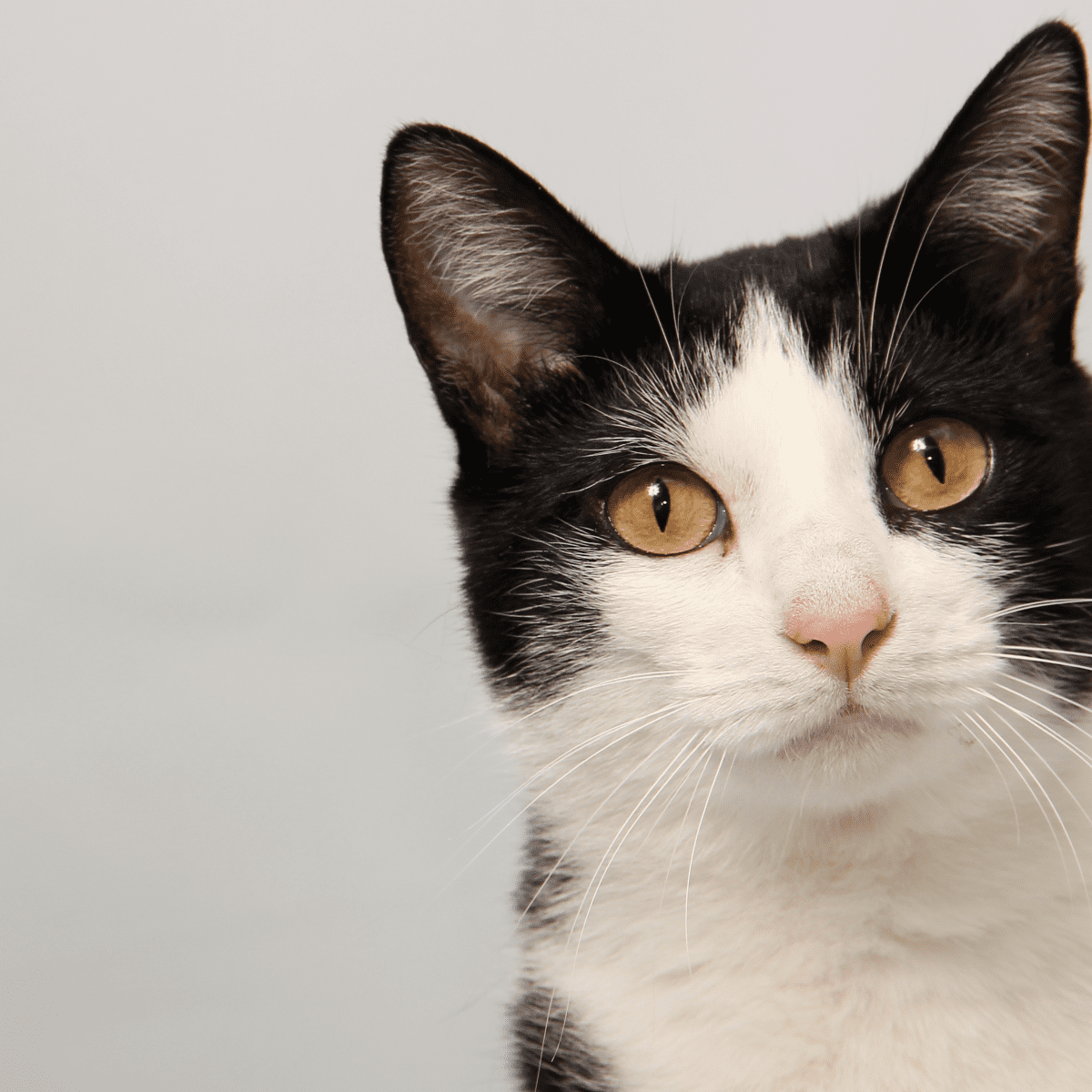 Cat with black store and white stripes