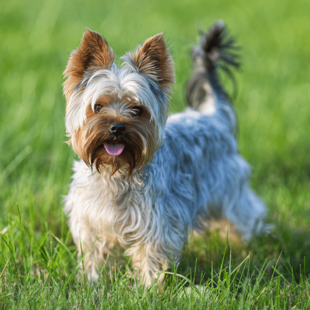 Names of small fluffy hot sale dogs