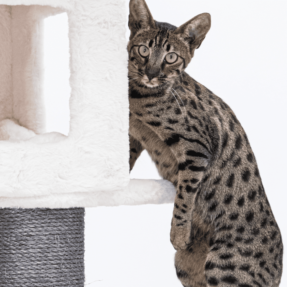 Savannah cat cheap food