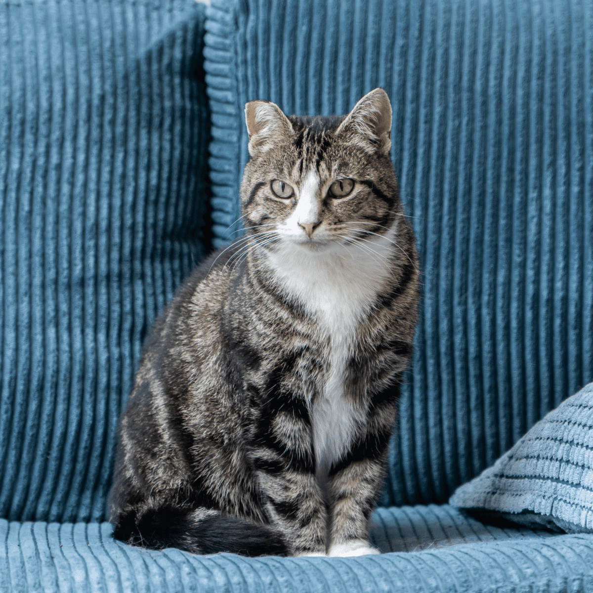 Train kitten not 2024 to scratch furniture