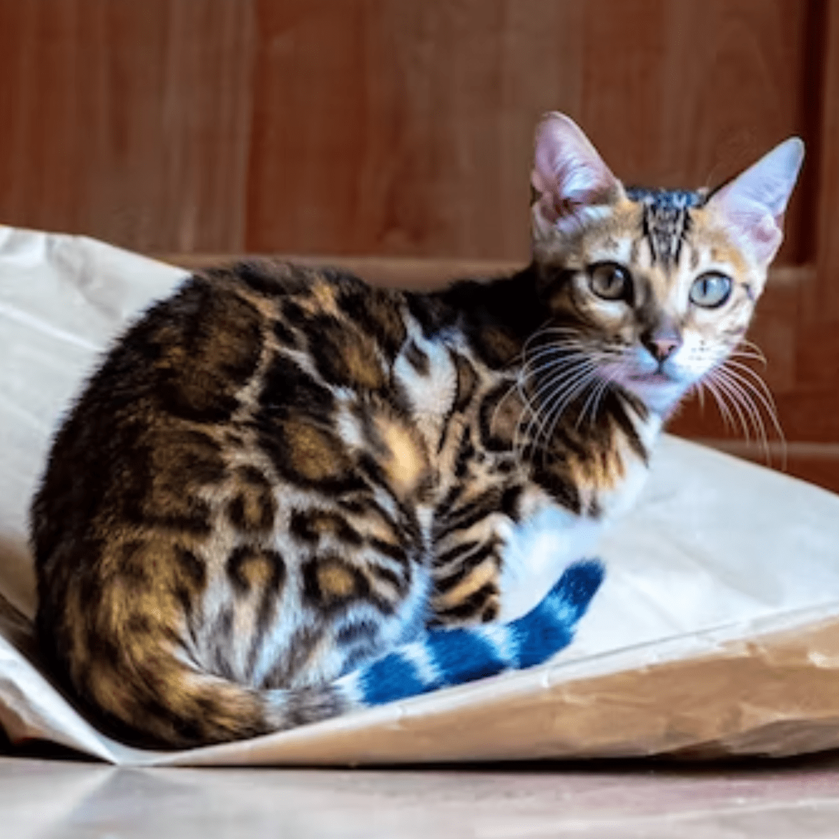 A bengal hot sale kitten