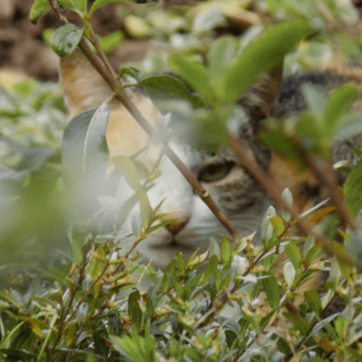 Will an outside cat use a litter outlet box