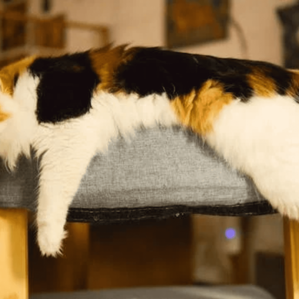 Are calico best sale cats all female