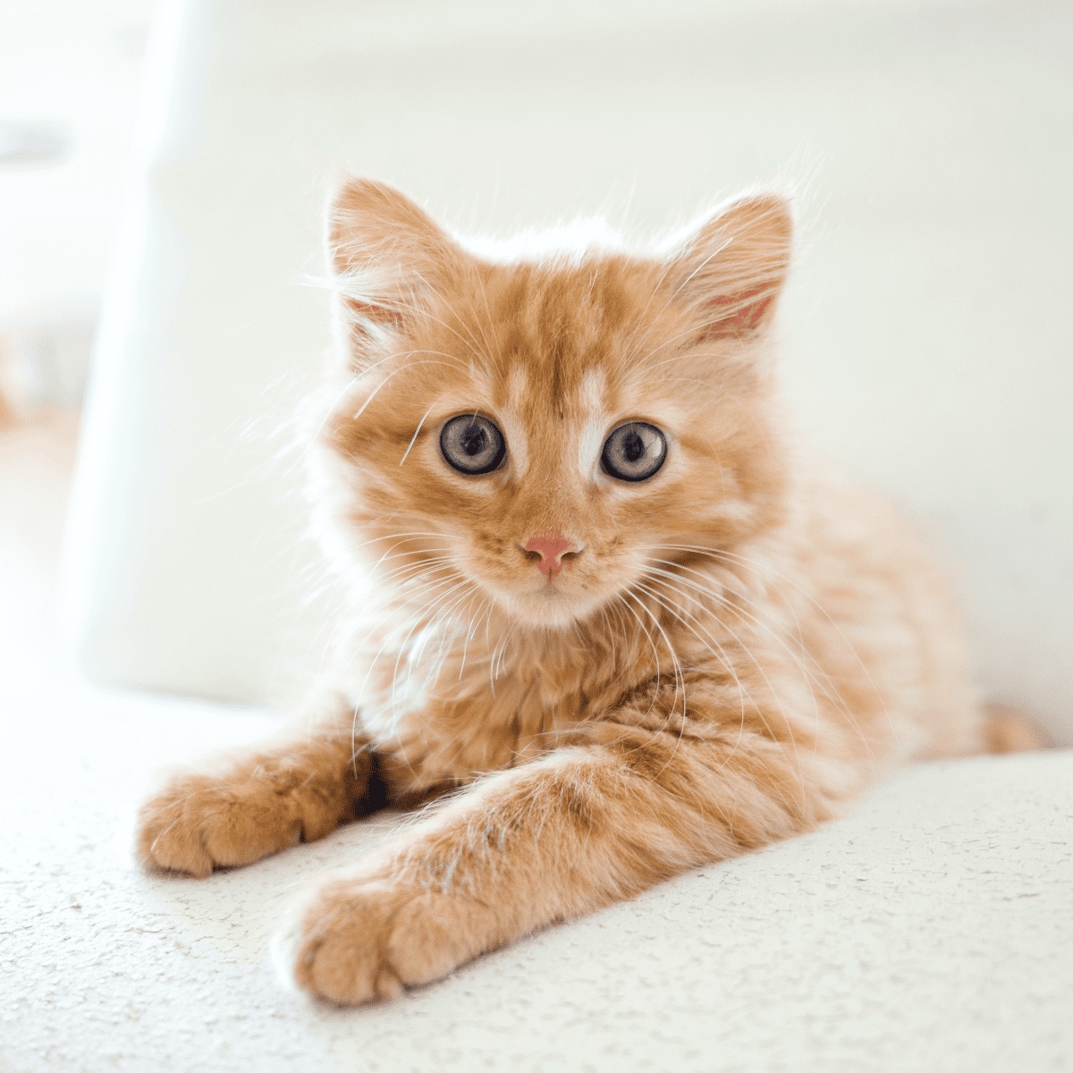 Kitten keeps peeing shop in same spot