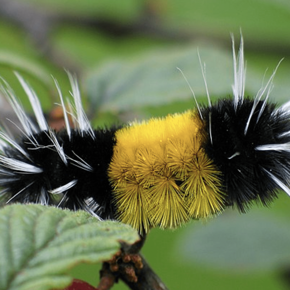 A black shop hairy caterpillar