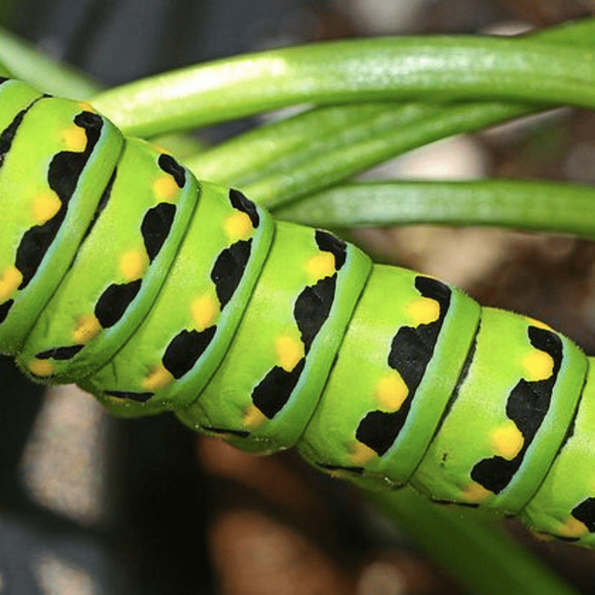 Caterpillar Identification Guide Find Your Caterpillar With