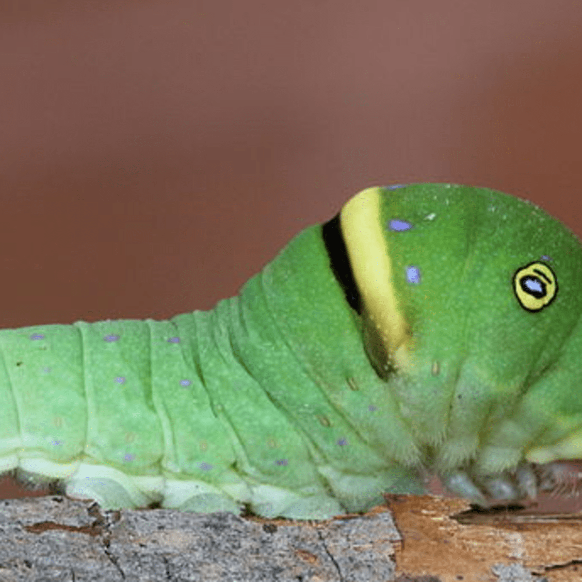 Green Caterpillar Identification Guide 18 Common Types Owlcation