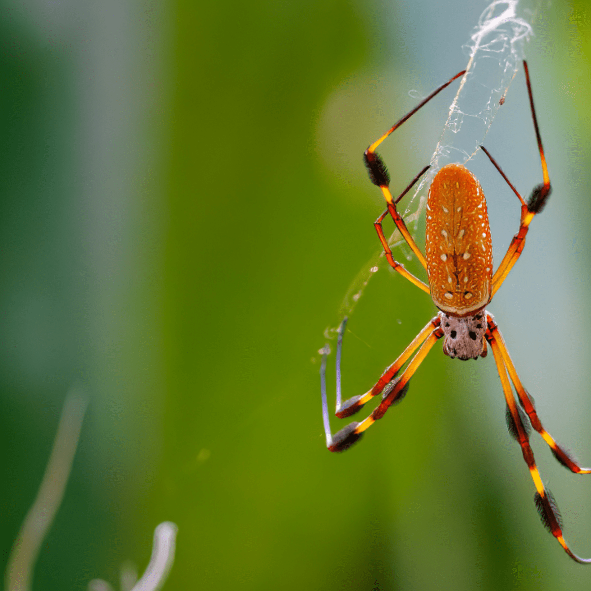 6 Biggest Spiders in Florida - Owlcation