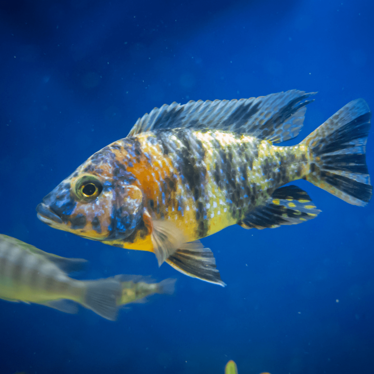 African cichlid clearance fry care