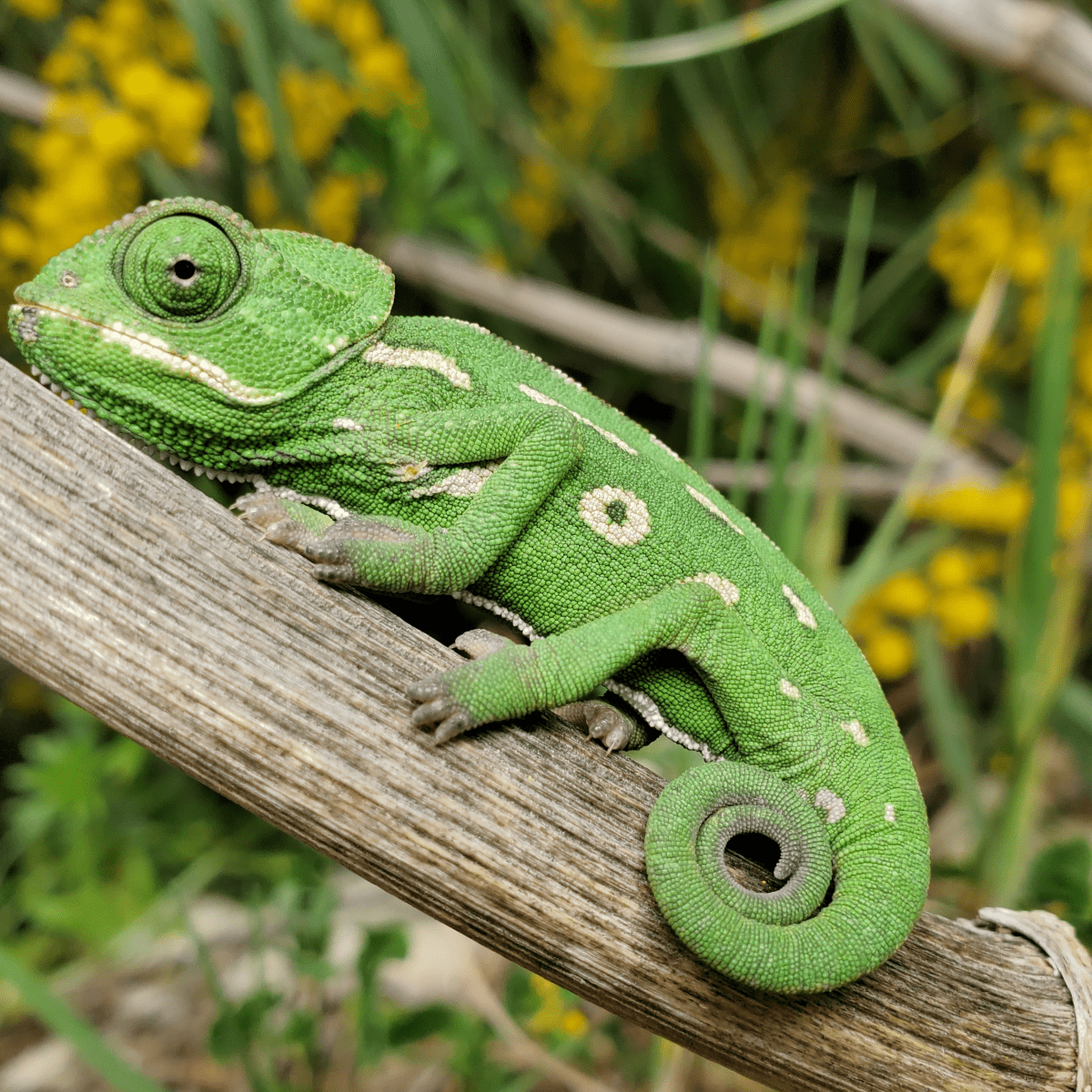 What to Consider if You Want to Start a Reptile Rescue or ...