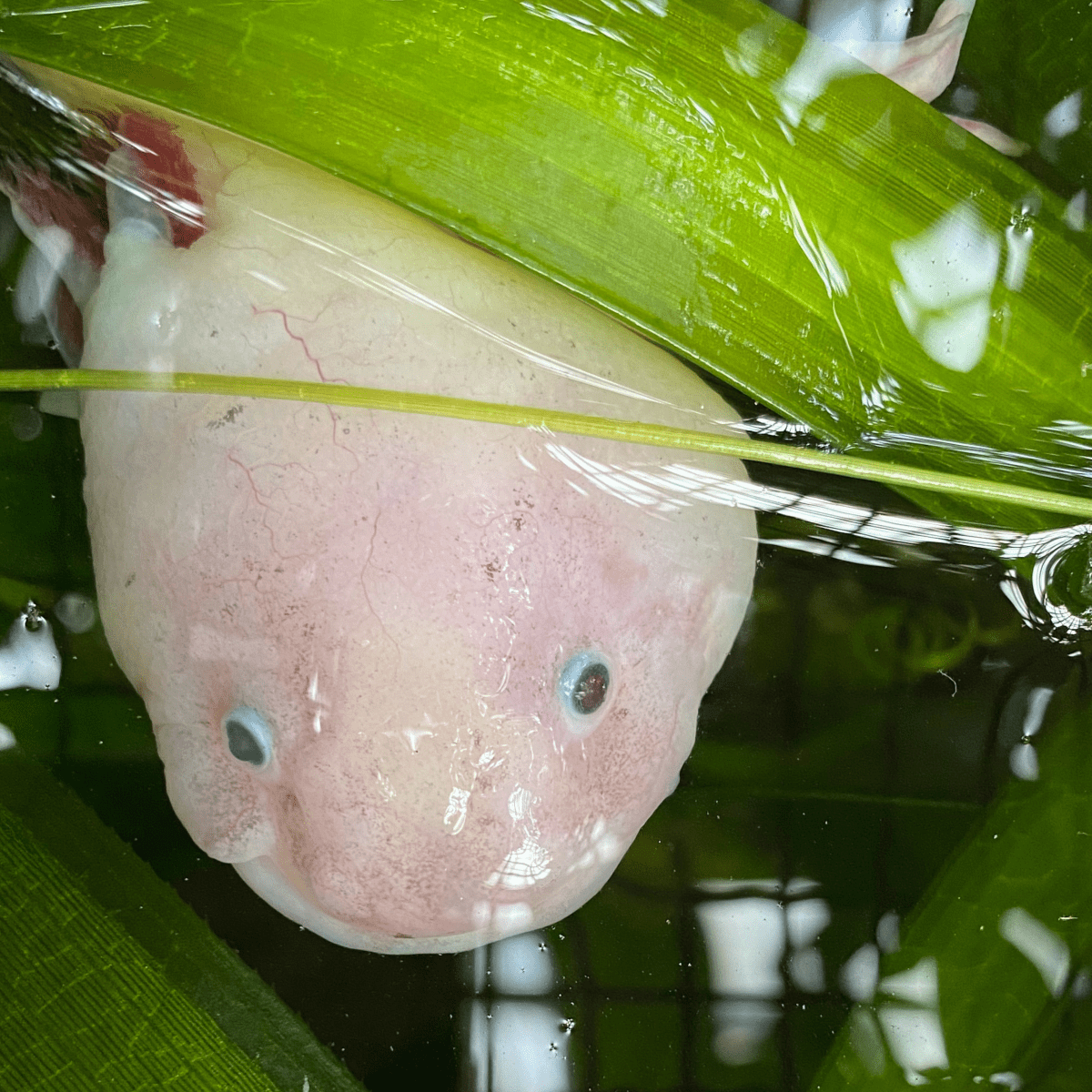 Axolotl store with fish