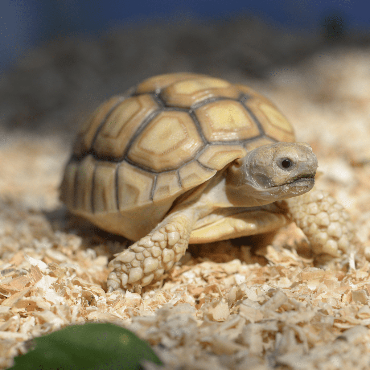 Healthy russian sale tortoise