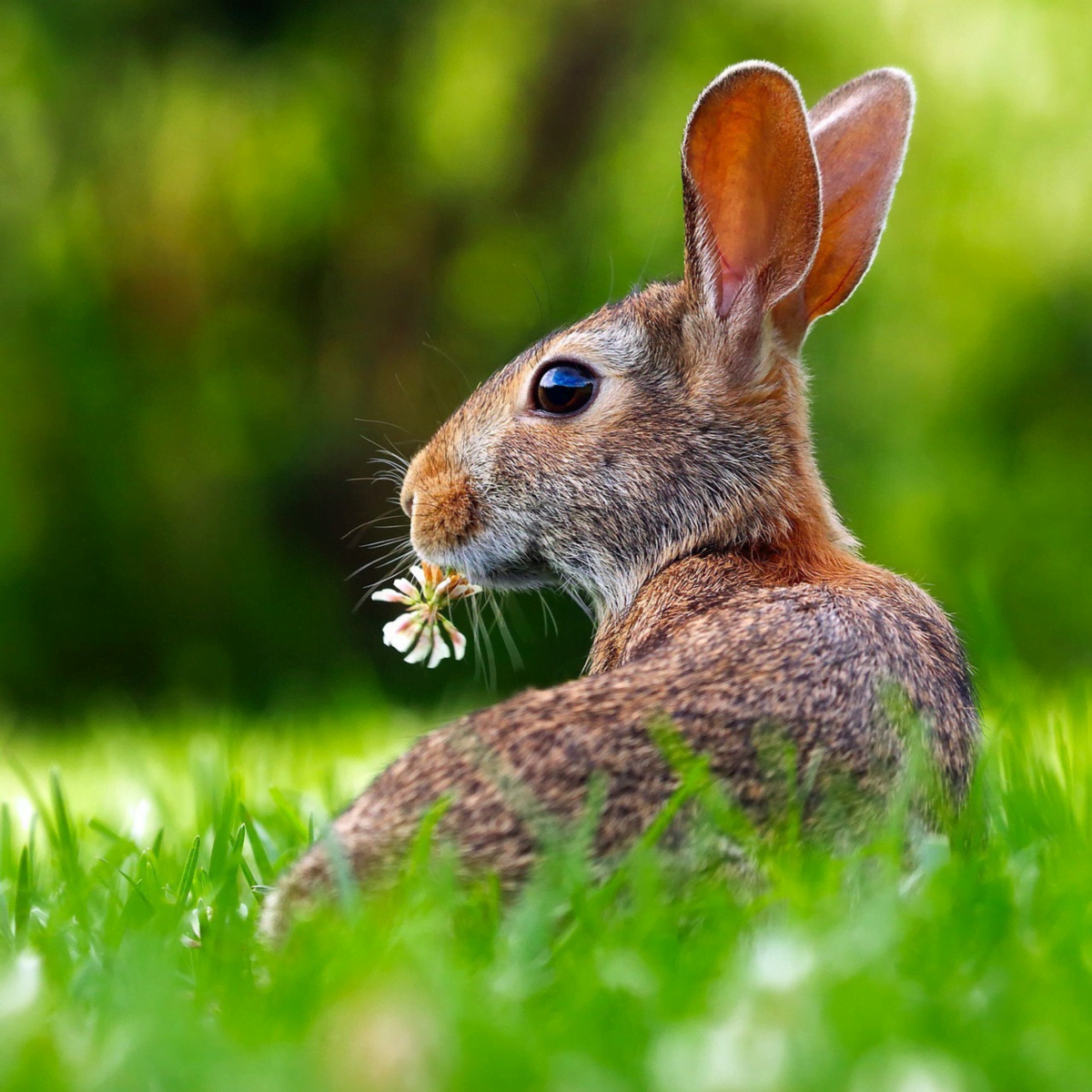 Dumor clearance rabbit food