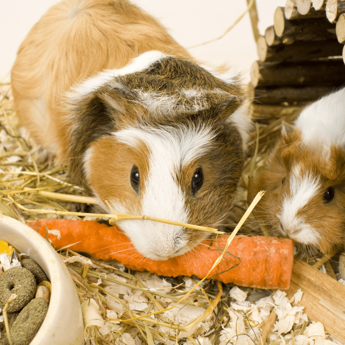 Guinea pig feeding clearance hay