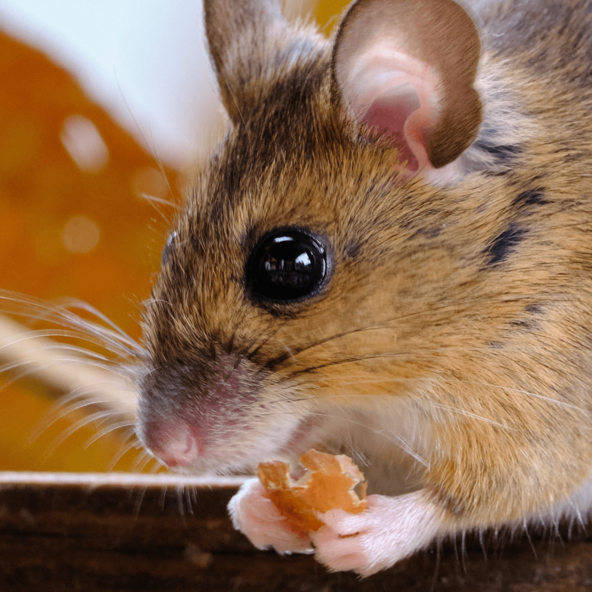 Health Problems in Pet Mice PetHelpful