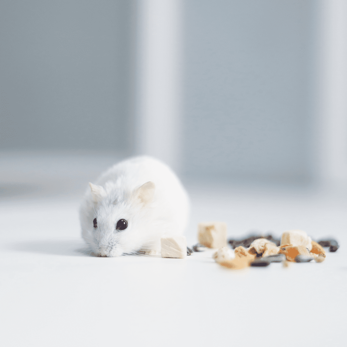 Symptoms of and Dealing With Uterine Problems in Hamsters PetHelpful