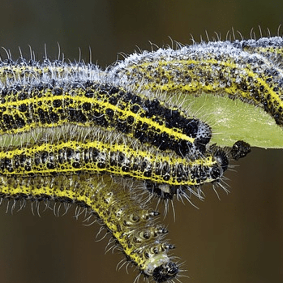 Caterpillar Basics Answers to Commonly Asked Questions About