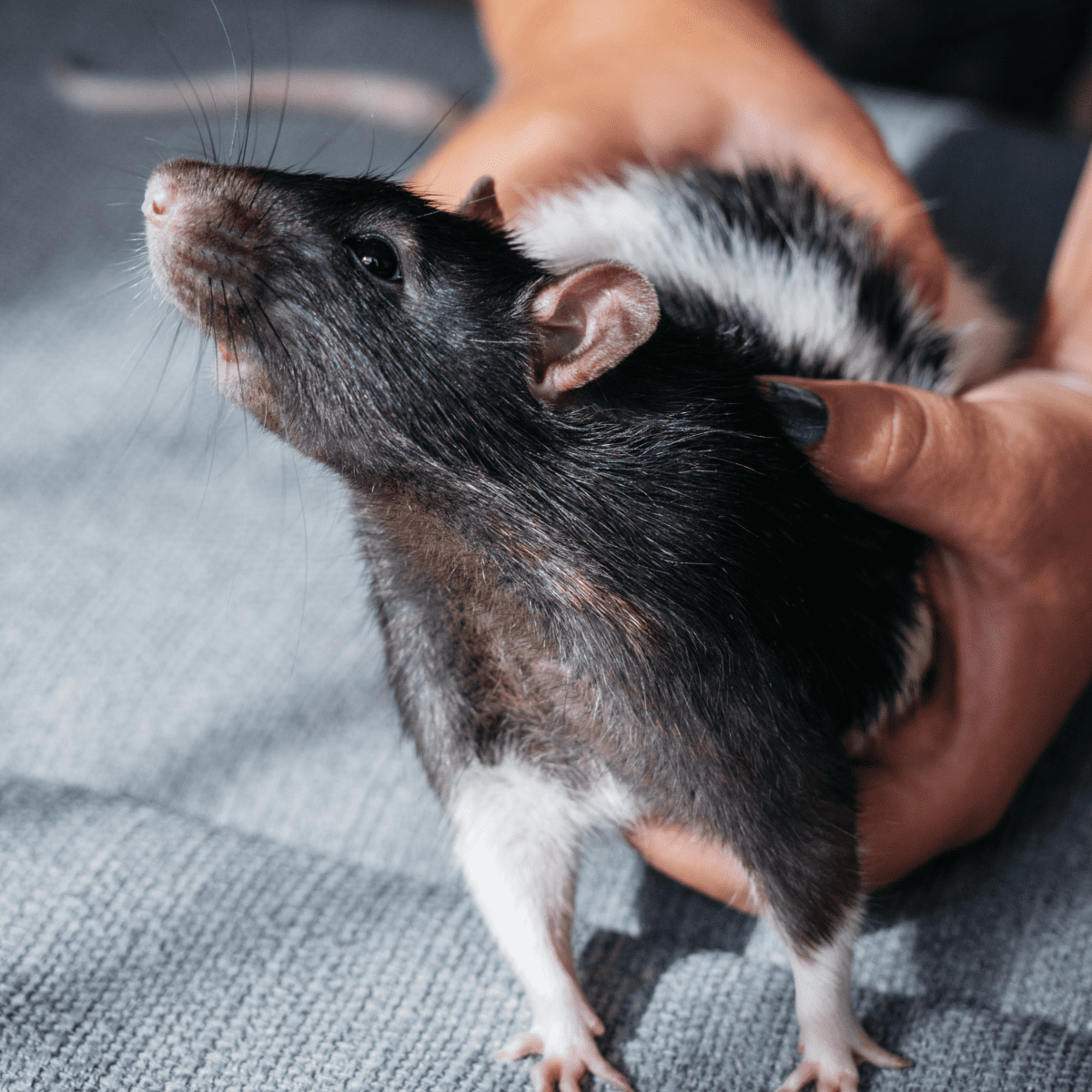 Pet rat hot sale price