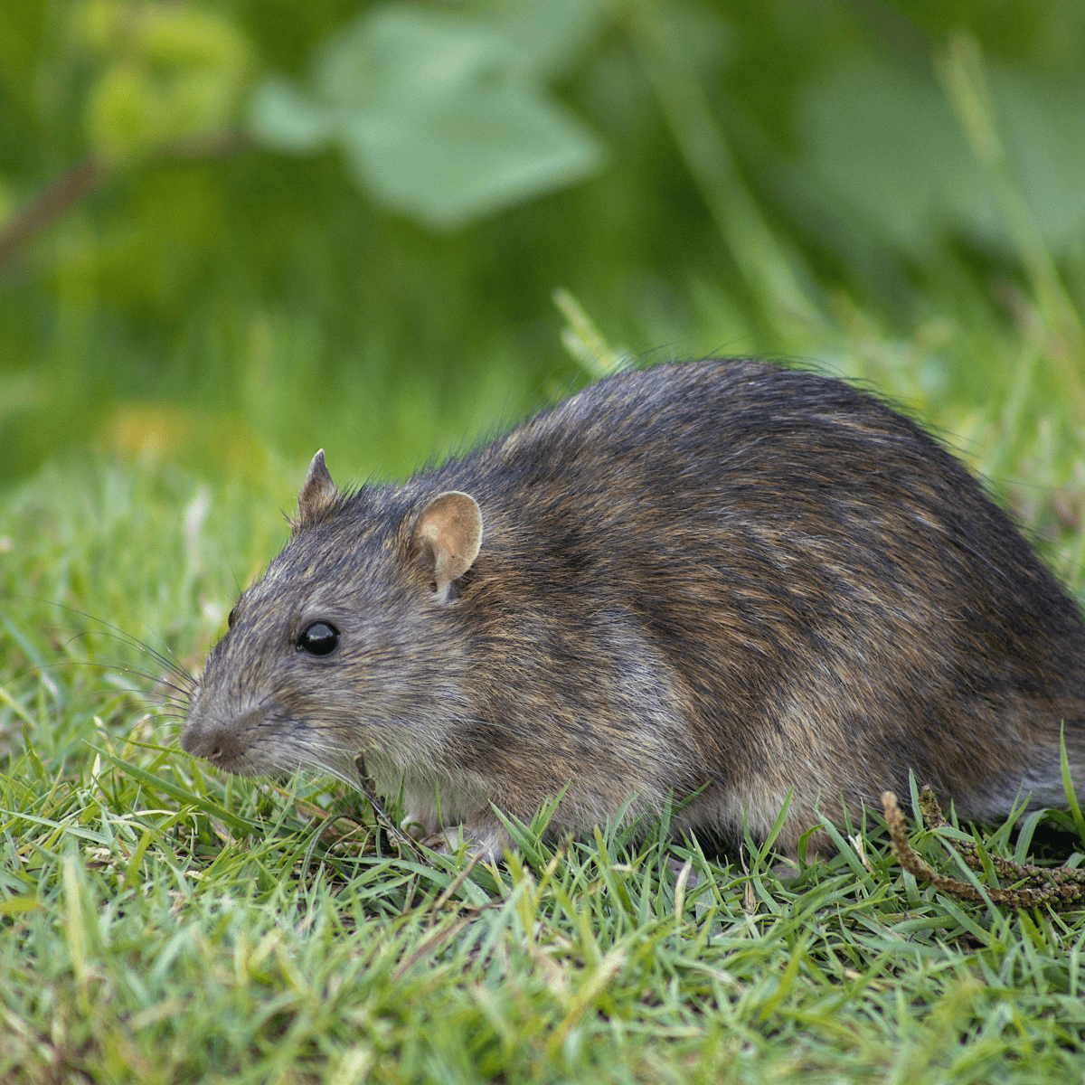 Paper bedding outlet for rats