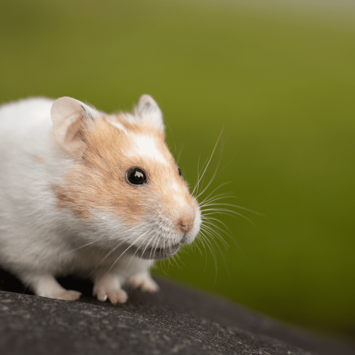 Hamster try not online to laugh