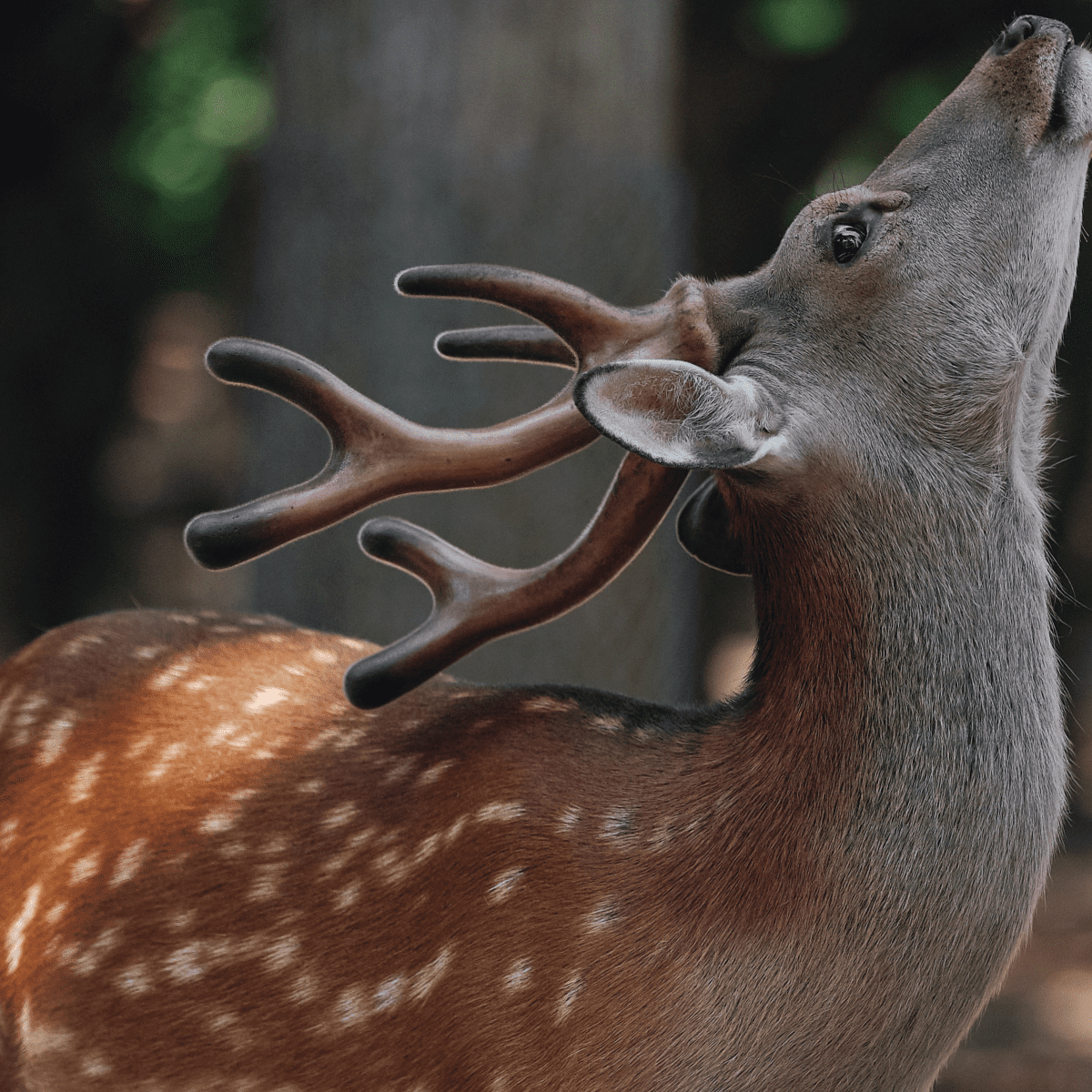 Whats a baby store deer called