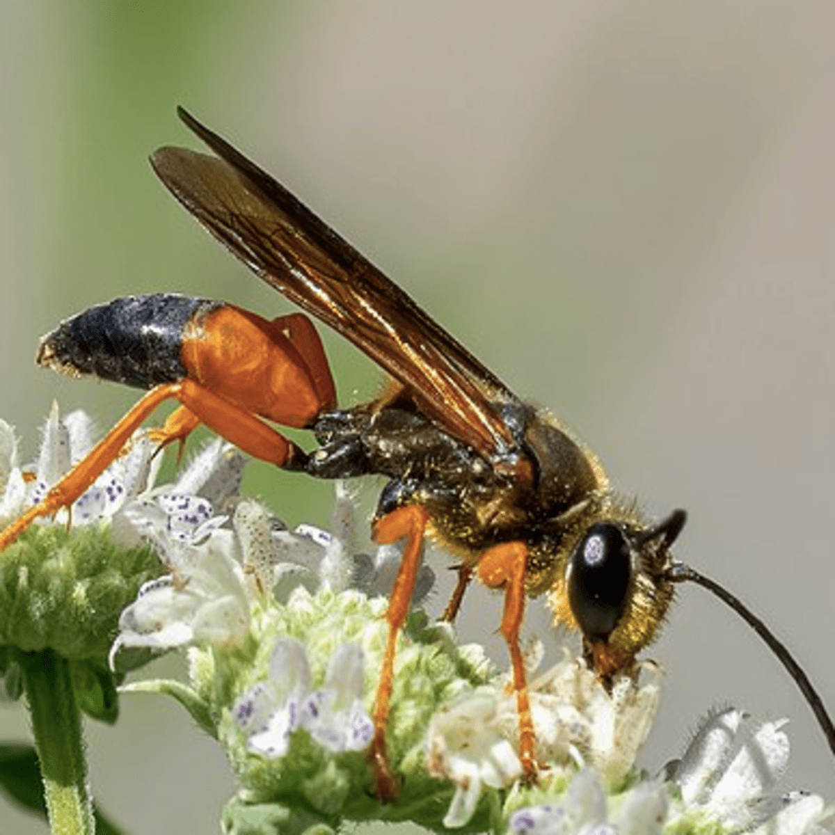 Ground store wasp identification