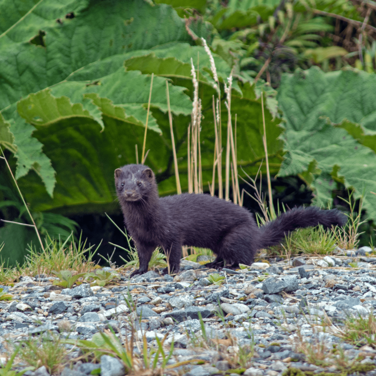 Pet mink on sale