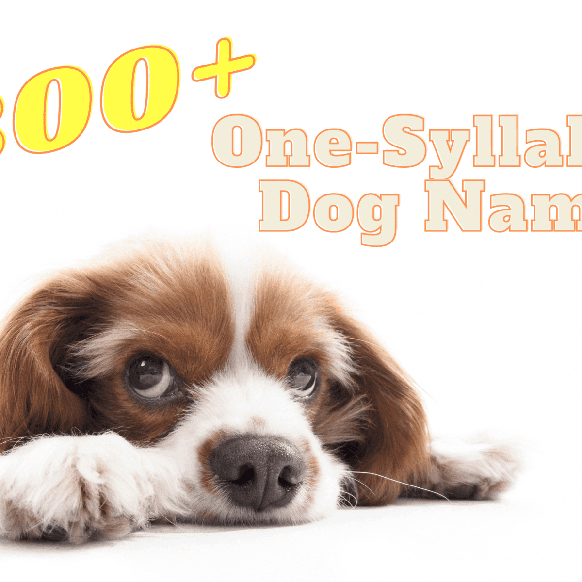 One syllable sales dog names