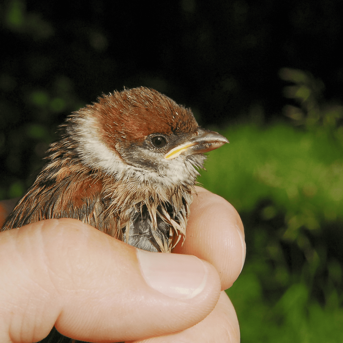 Feeding baby clearance birds cat food