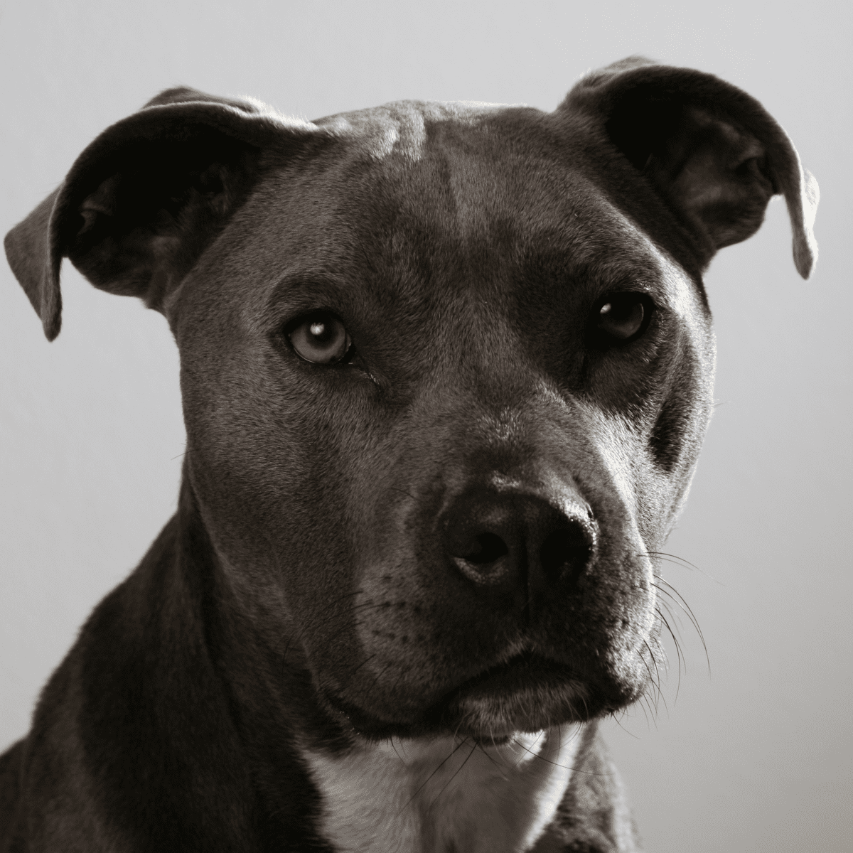 Pictures of different sales types of pitbulls