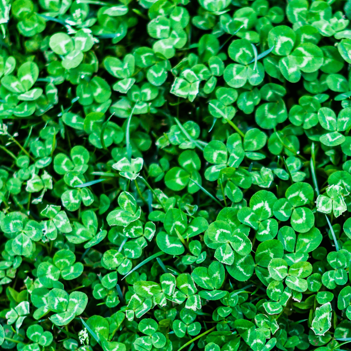 A Guide to Clover Lawns: Pros, Cons, and Tips for Care - Dengarden